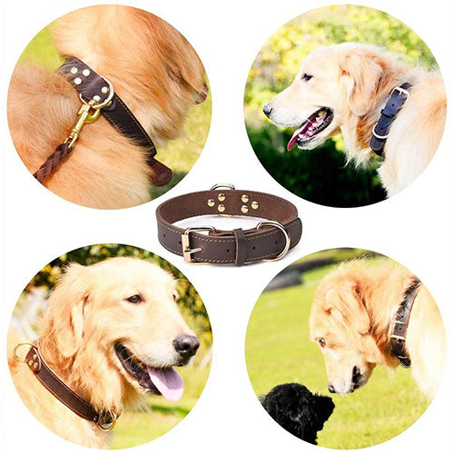 Genuine Leather Dog Collar-Zarado.uk
